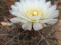 Gymnocalycium gibbosum Dscf0762 noco.jpg